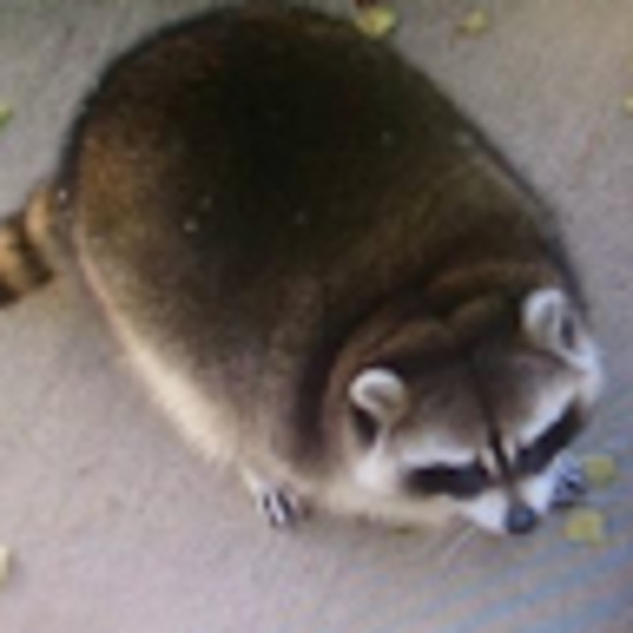 Meet your Posher, Brajian - Picture 1 of 1